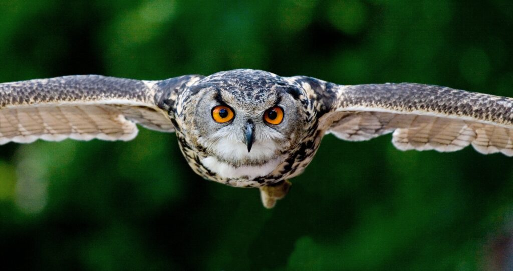 Uil Focus